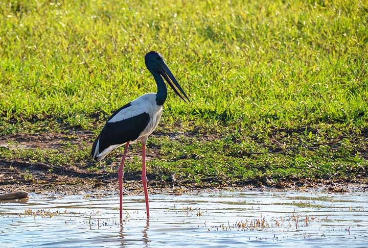 Jabiru – 30 cm - Espécie que vive em pantanais da América Central e da América do Sul.