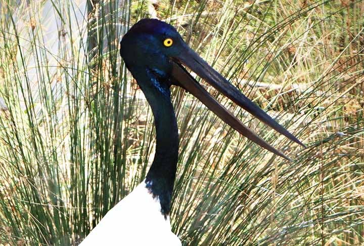 O bico grande e preto do jabiru é usado para a captura de presas na água. Expectativa de vida: 30 a 35 anos