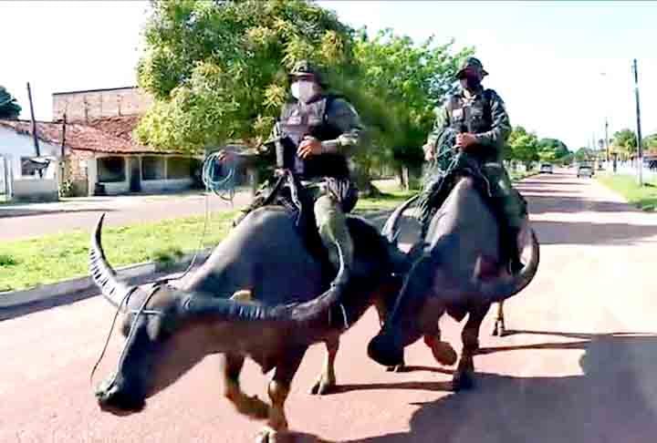 No momento, o 8º Batalhão possui oito búfalos e sete deles estão aptos para o policiamento. Os animais são treinados em áreas alagadas, pelos policiais nativos da região. Quando o búfalo chega na fase adulta e tem um bom desempenho durante os treinos, ele se torna apto para o serviço policial militar, conta o sargento Manoel Vitelli Júnior, integrante do 8º Batalhão.