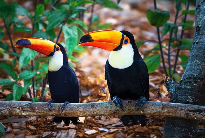 Tucano-toco – 20 cm -  Esta espécie é nativa e se espalha por países da América do Sul, habitando florestas de clima tropical.