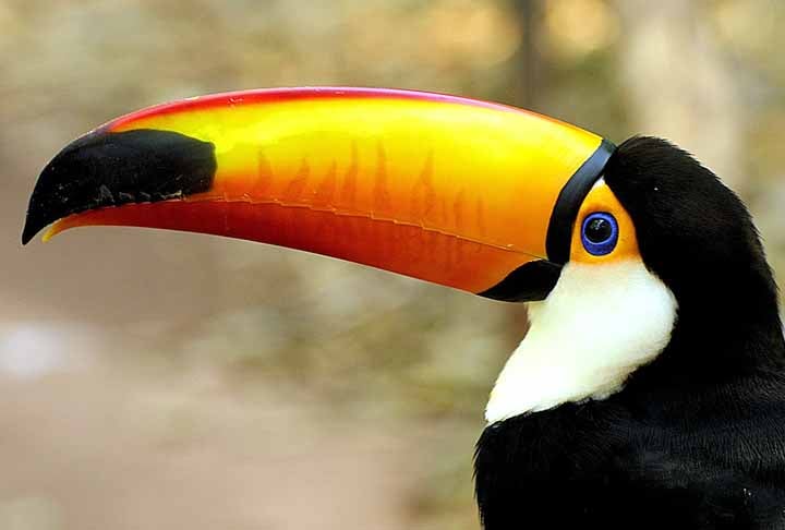 O bico grande e colorido do tucano-toco é usado para controle térmico da ave e também para uma alimentação rica em frutas. Expectativa de vida: 15 a 20 anos