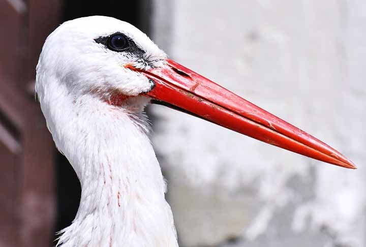 O bico reto e afilado da cegonha-branca Ã© ideal para capturar pequenos peixes e anfÃ­bios, a base da dieta dessa ave. Expectativa de vida: 25 a 30 anos