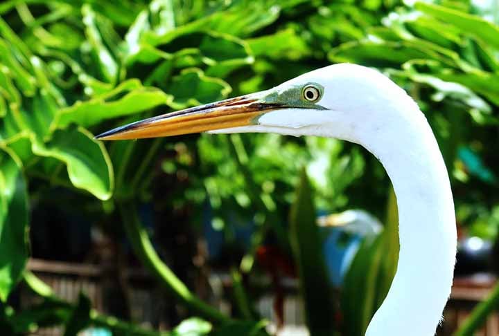 O bico longo e afilado da garça-branca-grade é perfeito para caçar peixes. Expectativa de vida: 15 a 22 anos