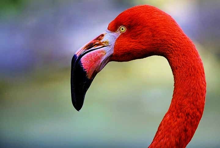 O bico do flamingo Ã© curvado e permite que a ave filtre alimentos na Ã¡gua. Expectativa de vida: 20 a 30 anos