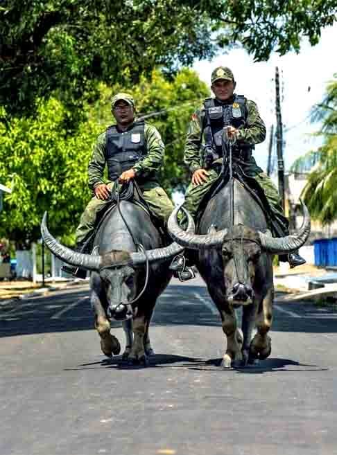 Naquele período, um fazendeiro de Soure, chamado Vicente Chermont de Miranda, em viagem pela Itália viu o potencial do búfalo. Ao retornar para a Ilha do Marajó, comprou e trouxe consigo alguns desses animais.