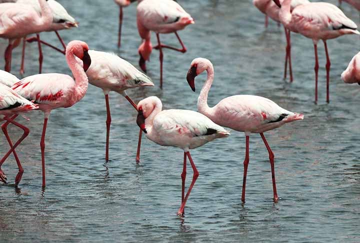 Flamingo – 15 cm - Espécie que chama atenção pela cor rosada e que habita a América, África, Europa e Ásia, sendo encontrada em lagoas e áreas salgadas.