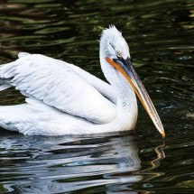 Defesa e ataque:  Aves com os bicos mais longos do mundo -  Imagem de Wolfgang Weiser por Pixabay