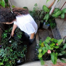 Vasos de plantas podem se transformar em criadouros do aedes aegypti e  devem ser vistoriados constantemente