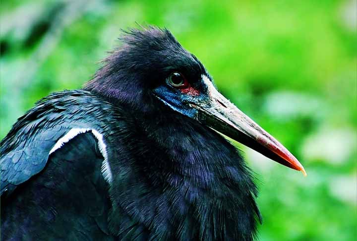 O bico da cegonha-de-abdim é afilado, o que facilita na hora de capturar suas presas, que são pequenos invertebrados. Expectativa de vida: 20 a 25 anos