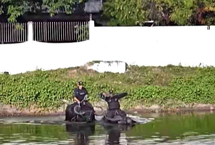 O rebanho no Marajó chegou ao patamar de mais 600 mil cabeças apenas com a importação feita por Vicente Chermont de Miranda. Os búfalos, por serem fortes e exímios nadadores, sobreviveram às viagens entre continentes.