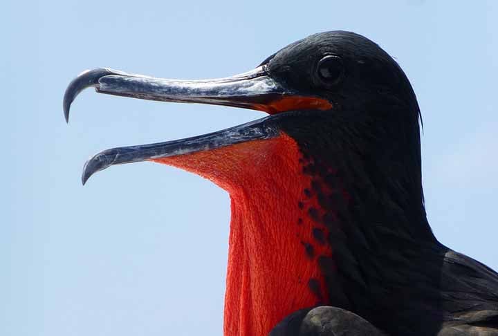 A fragata tem bico longo e fino, ideal para capturar peixes em pequenos intervalos do seu voo. Tem agilidade na caça. Expectativa de vida: 25 a 30 anos