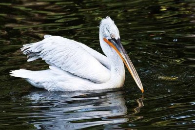 Existem aves que se destacam por diferentes peculiaridades. Entre elas, está o tamanho do bico.  Veja as aves que têm os maiores bicos no mundo. Sua natureza facilita tanto na defesa quanto no ataque. E favorece a alimentação.  -  (crédito:  Imagem de Wolfgang Weiser por Pixabay)