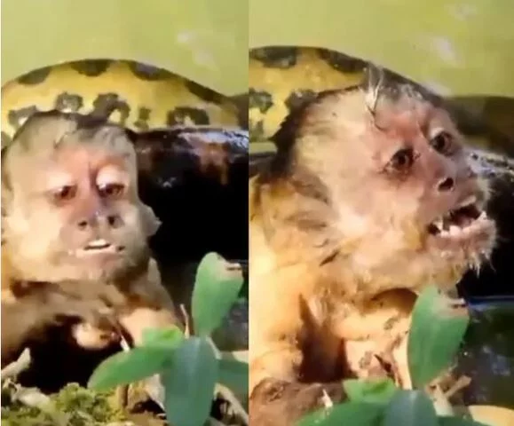 Imagens impressionantes de um macaco-prego em agonia, no momento em que estava sendo pressionado por uma cobra, viralizaram nas redes sociais em 2023. O FLIPAR mostrou e republica para quem não viu  -  (crédito: Reprodução redes sociais )