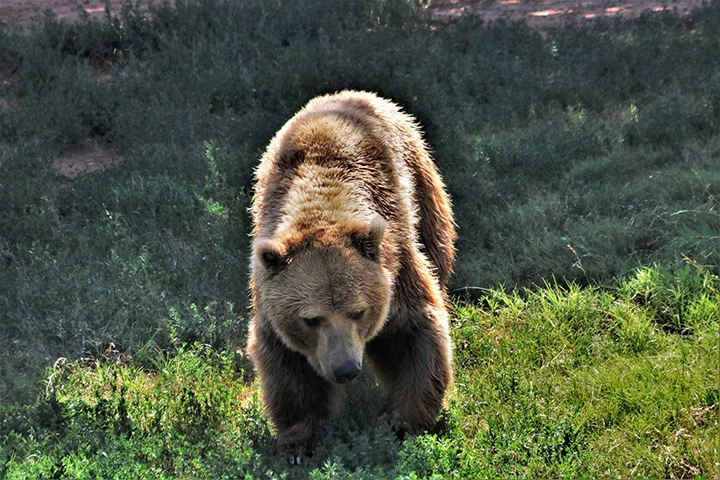 Uma ursa parda apelidada de Gaia foi a 'julgamento' por atacar e matar uma mulher de 26 anos. Ela seria morta, mas, após muita polêmica, a justiça decidiu mantê-la viva. O FLIPAR mostrou e relembra o caso.  -  (crédito: Sheila Brown / Domínio Público)