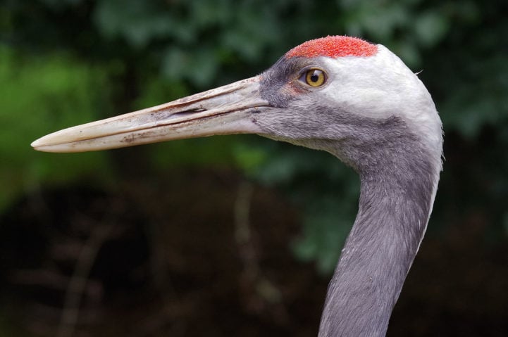 Reverenciado como mensageiro da sorte, majestoso grou-japonês corre risco de extinção