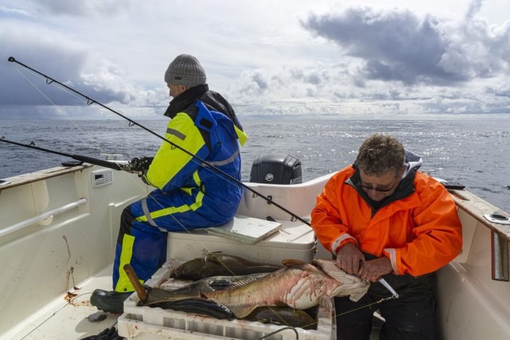 A pesca do bacalhau, no entanto, tem enfrentado desafios ao longo dos anos devido à sobrepesca, especialmente no Atlântico Norte.