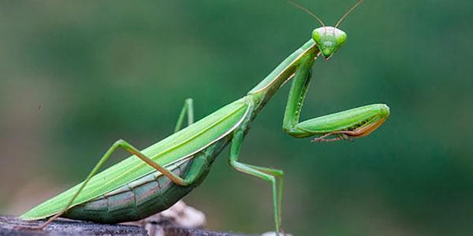 Os antigos achavam que o louva-a-deus dava sorte e que indicaria caminhos nas matas para que ninguém se perdesse. 
