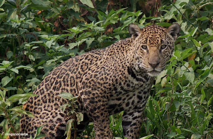 A on&ccedil;a-pintada &eacute; o maior felino do continente americano e pode se alimentar de 85 esp&eacute;cies do Pantanal-Rog&eacute;rio Cunha de Paula ICMBio