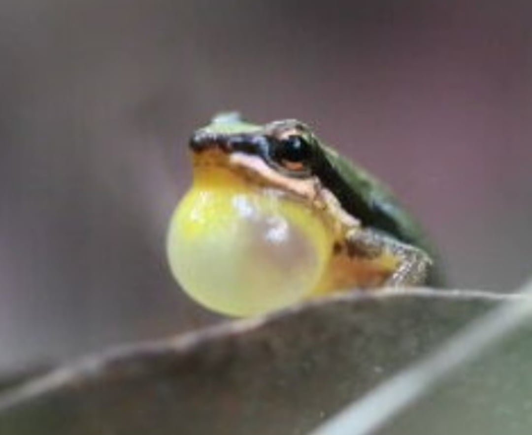 O apelido é conhecido internacionalmente pelos pesquisadores de ecossistemas. Ele se chama Rocket Frog (sapo foguete, sem o diminutivo usado carinhosamente no Brasil).