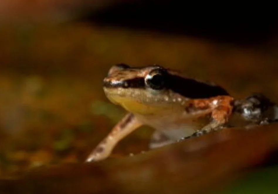 O foguetinho tem apenas dois centímetros e, diferentemente das outras espécies de sapo, ele tem hábitos diurnos, não noturnos. É no começo da manhã e no fim da tarde que ele costuma cantar.
