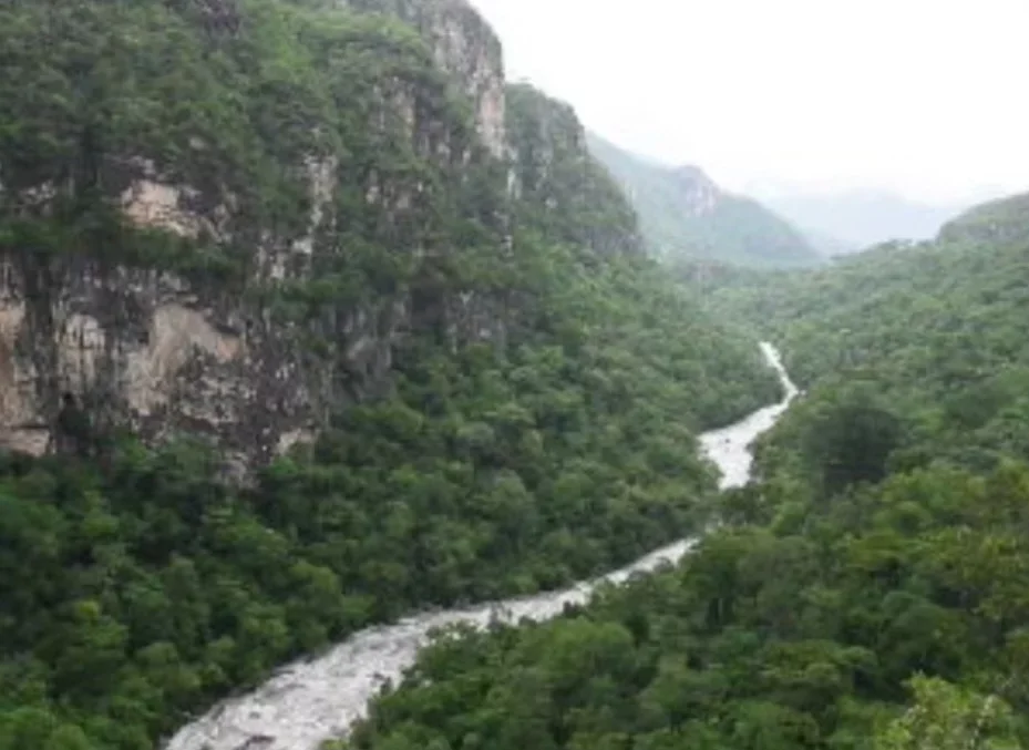 Este anfíbio já esteve na lista de animais ameaçados de extinção, mas saiu em 2022. Só que, como o desmatamento continua, os ambientalistas temem que ele volte a ficar sob risco.