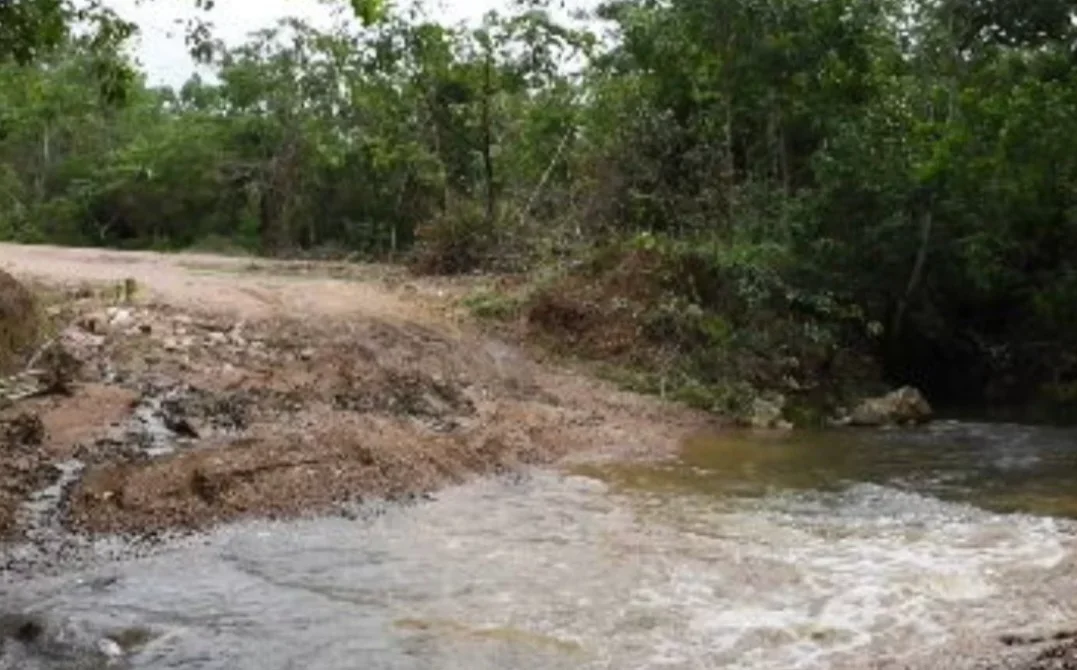 Ele se estabelece em ambientes úmidos, perto de córregos e riachos que cortam o cerrado.