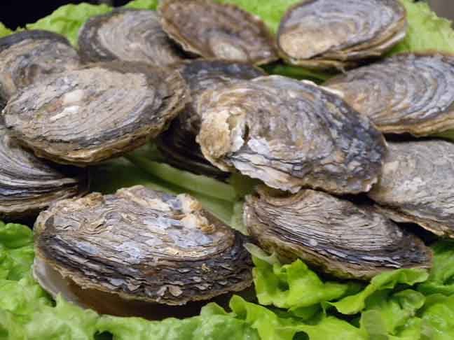 Aquicultura é a ciência que estuda técnicas de cultivo não só de peixes, mas também de crustáceos (como o camarão e a lagosta), de moluscos (como o polvo e a lula), de algas e de outros organismos que vivem em ambientes aquáticos. 