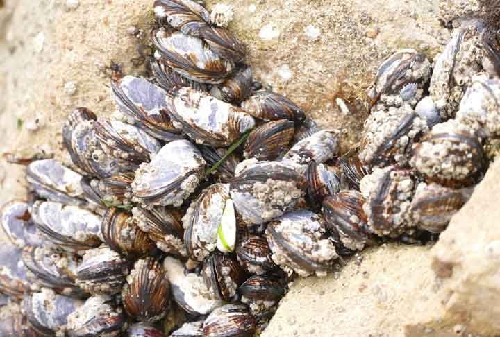 Os bivalves são moluscos exclusivamente aquáticos que apresentam concha formada por duas partes articuladas. Essas partes se mantêm fechadas sobre o corpo do animal devido à presença de músculos potentes.