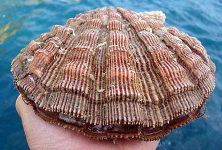 As vieiras são moluscos bivalves marinhos da família Pectinidae. Encontram-se em vários oceanos, sobretudo na América do Norte, norte da Europa, e Japão, sendo bastante apreciadas como alimento refinado. 