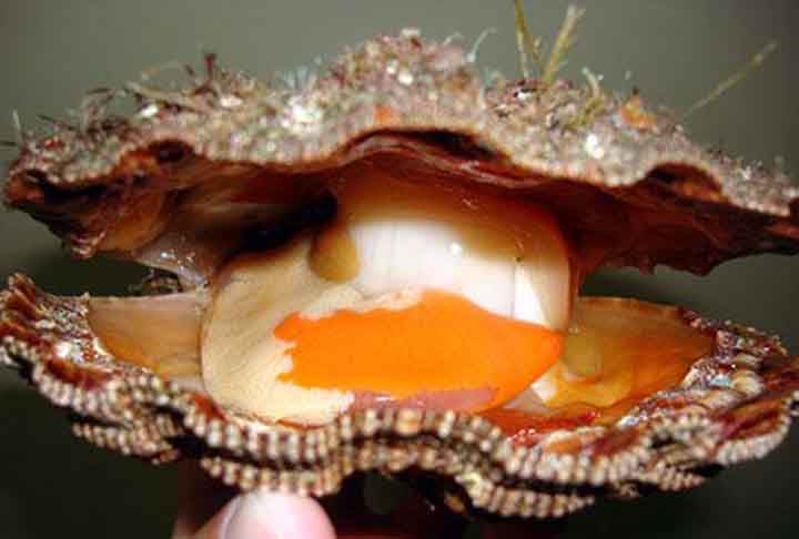 A concha dos bivalves é em primeira análise semelhante à dos braquiópodes, uma vez que é constituída por duas valvas. A principal diferença reside no fato de, nos braquiópodes, as duas valvas serem desiguais (inequivalves), mas simétricas em relação a um plano médio imaginário. 