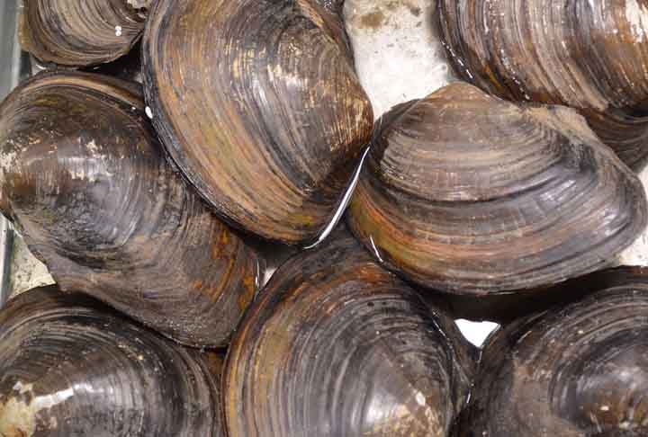 No Estado, existe o Programa Estadual de Controle Higiênico-Sanitário de Moluscos Bivalves (PNCMB), executado pela Cidasc. Sendo um dos procedimentos de gestão e controle sanitário da cadeia produtiva, dando garantia e segurança para os produtores e consumidores.