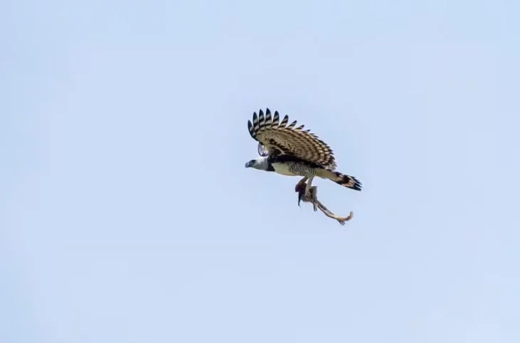 Maior águia do mundo: fotógrafo registra harpia com um macaco nas garras - Gabriel Oliveira/Icterus Ecoturismo