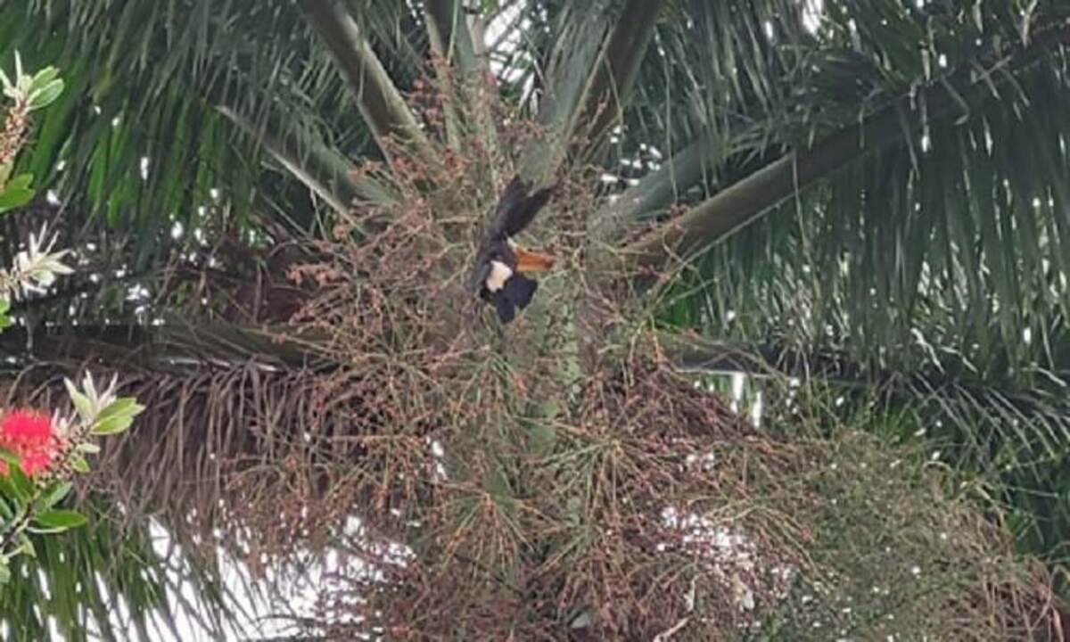 Tucano preso em linha de pipa a 10 metros de altura é resgatado - CBMMG