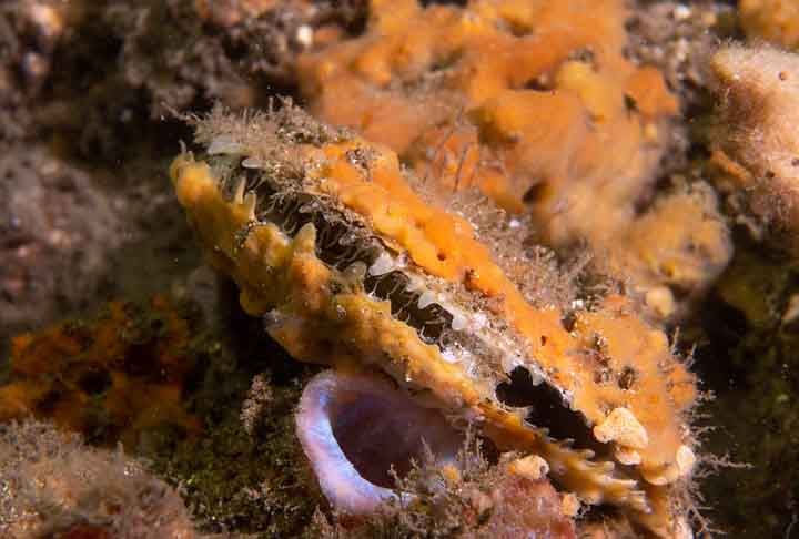 Santa Catarina é o único estado que possui o monitoramento regular da qualidade das águas e dos moluscos que são cultivados, conforme explicou o oceanógrafo.