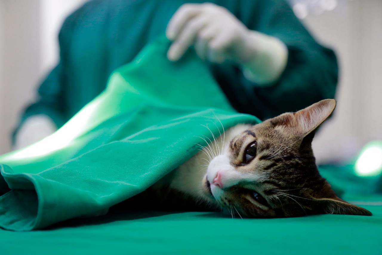 “Trata-se de uma epidemia em expansão. (...) Isso ocorre porque não há controle da doença entre os felinos. Não há vacinas, o tratamento do gato doente é longo e requer dedicação do tutor”, ressalta.