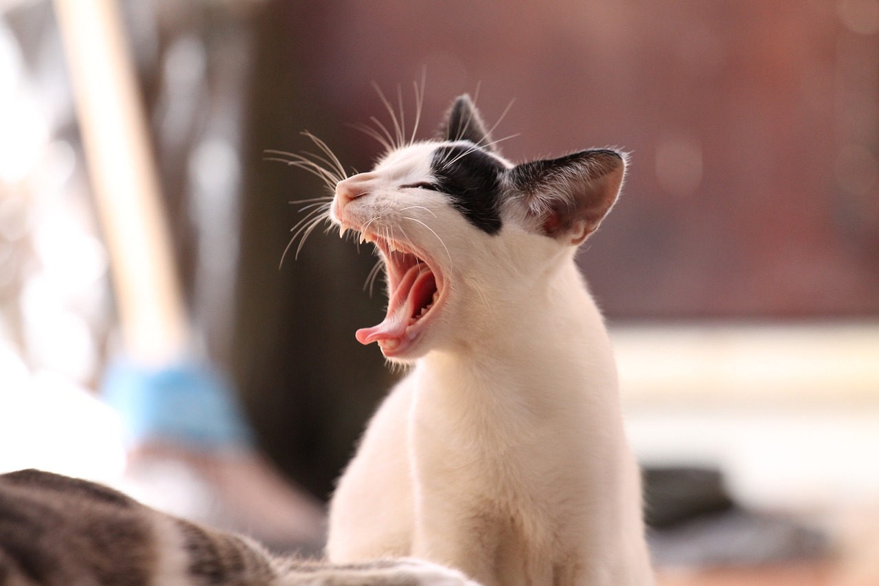 A doença já foi registrada em países como Argentina, Paraguai, Uruguai e Chile. Em 90% dos casos, a transmissão acontece por gatos contaminados, visto que humanos e cachorros não podem transmitir a esporotricose. 