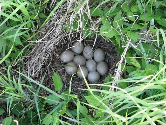 Na China , é comum o consumo de ovos de pata. Chamados de 