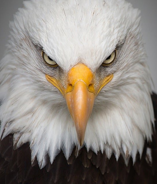 As águias fazem parte do grupo das aves de rapina, juntamente com gaviões e falcões. 
