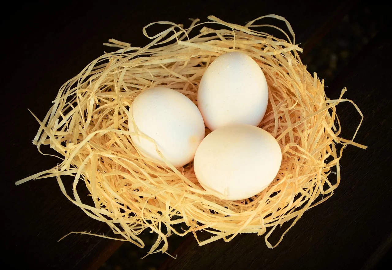 Todas as aves são ovíparas. Botam ovos em ninhos e geralmente chocam para aquecê-los O ovo de galinha é o mais comum.