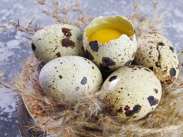 Os ovos de codorna também são consumidos com.alguma frequência no Brasil. E por serem pequeninos costumam compor pratos mistos que contêm também legumes e verduras.