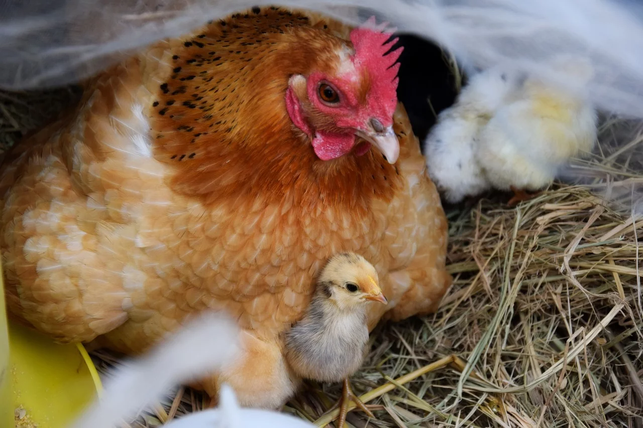 Veja agora algumas espécies que nascem de ovos.
As aves são os animais mais frequentemente associados a ovos. Até porque muitos são consumidos por seres humanos. .