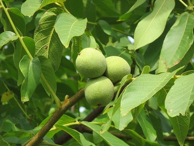 As nozes são sementes comestíveis produzidas por árvores do gênero Juglans, que incluem a Juglans regia (nogueira-europeia) e Juglans nigra (nogueira-negra). As  nozes crescem dentro de uma casca dura e um fruto externo.
