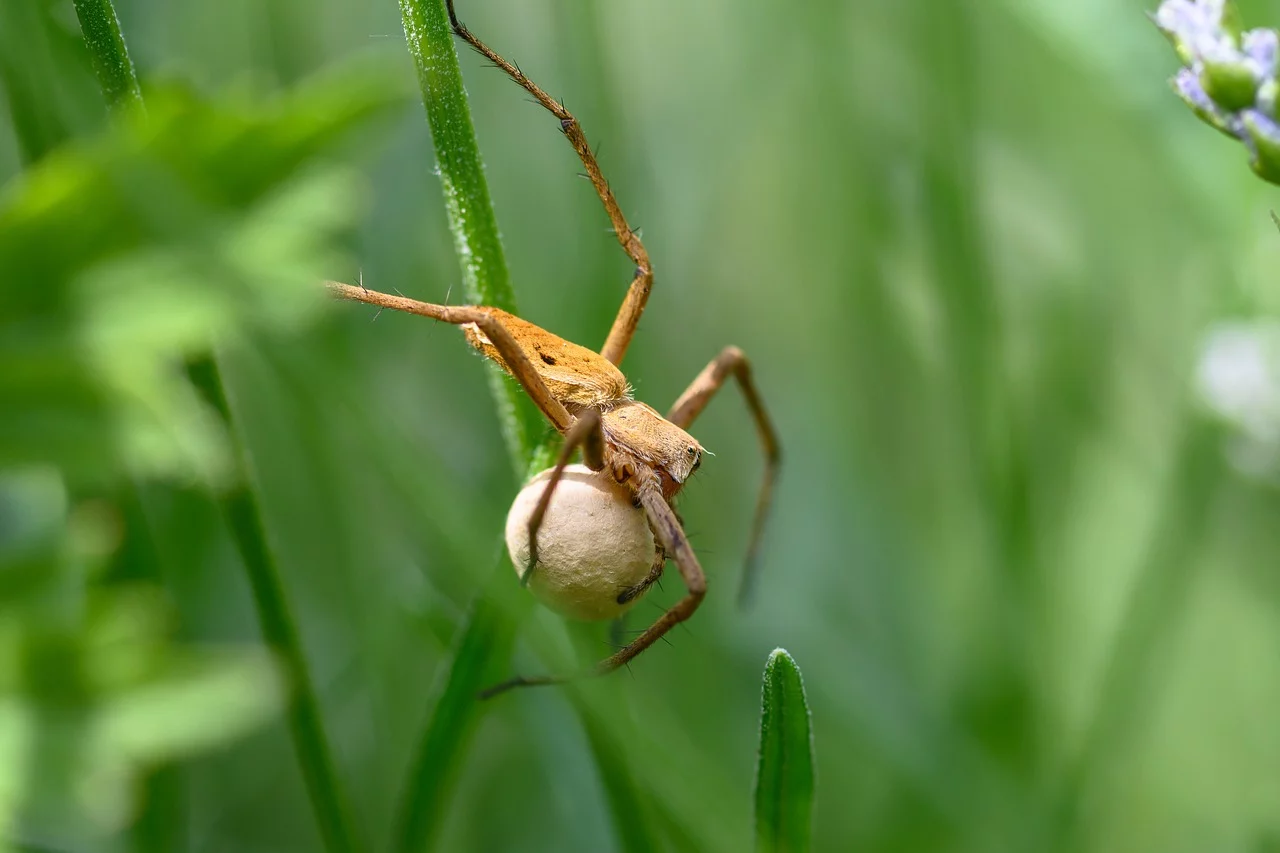 As aranhas também são ovíparas. Elas botam os ovos em sacos de seda.