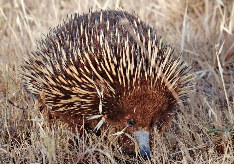 Mas os coelhos são mamíferos e não procriam desta maneira. Os únicos mamíferos que botam ovos são os ornitorrincos e as equidnas (foto)