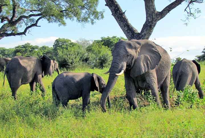 Os parques nacionais africanos, nas regiões da savana africana são importantes pelo turismo com safári de observação e fotográfico, ao contrário de antigamente onde havia a caçada de animais selvagens.