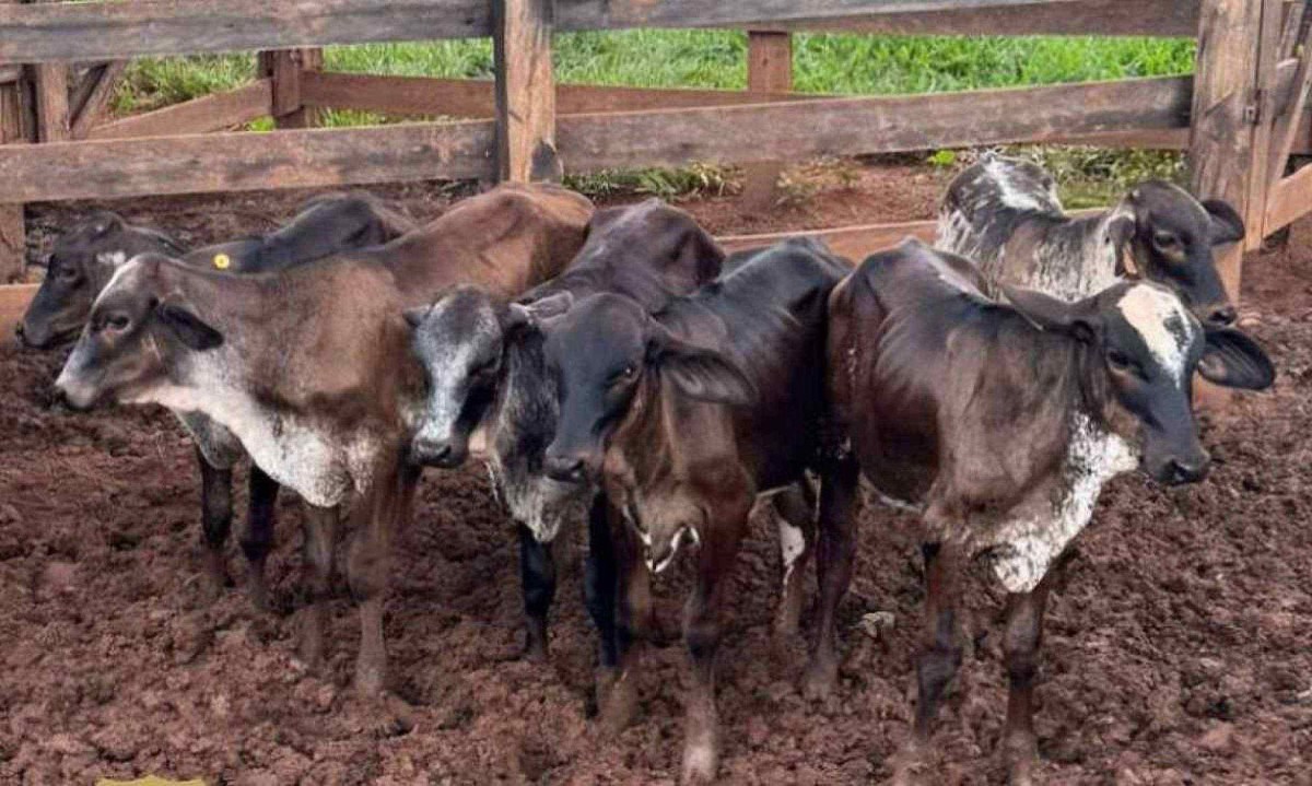 O gado estava numa fazenda prÃ³xima do local onde foi roubado -  (crédito: PCMG)