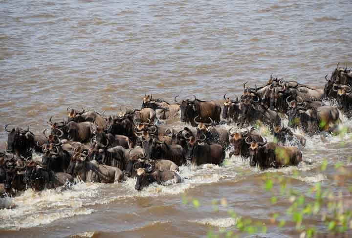 Além disso, no Parque vivem mais de 35 espécies de grandes mamíferos como leões, hipopótamos, elefantes, leopardos, rinocerontes, girafas, antílopes e búfalos. Ele também possui hienas, chitas, macacos, além de mais de 500 espécies de pássaros.