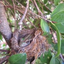 Imagem de sapo acomodado em ninho de pássaro viraliza na internet - Karen Neal/Facebook