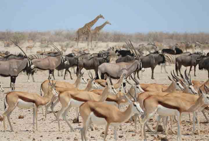 Ocupa uma área de 22 270 km² e recebe o nome do grande salar de Etosha que está quase totalmente dentro do parque. O salar de Etosha, de 4 760 km2, ocupa 23% da área total do Parque Nacional Etosha. O parque é o lar de centenas de espécies de mamíferos, aves e répteis, incluindo várias espécies ameaçadas de extinção como o rinoceronte-negro.