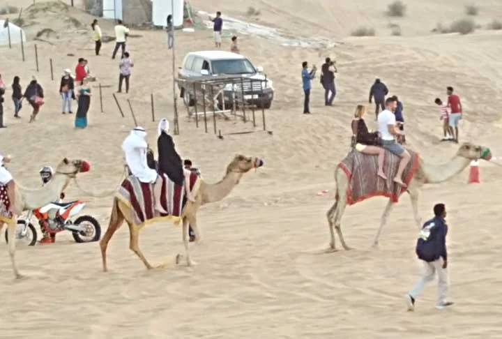 Os camelos são extraordinários viajantes do deserto. Eles podem andar entre 200 e 270 km por dia, uma habilidade vital para atravessar o vasto e árido terreno do deserto.